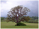 Arbre en Terre Corse