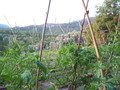Lever du jour au potager 2009